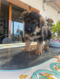 Cuccioli di pastore tedesco con PEDIGREE