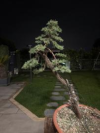 Bonsai cipresso