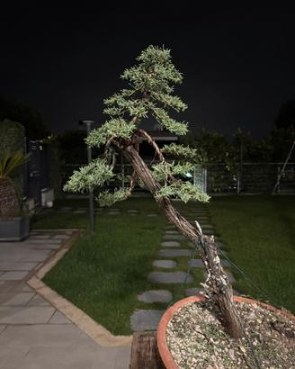 Bonsai cipresso