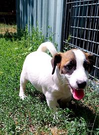 Jack Russell