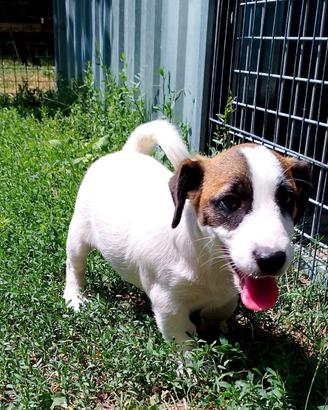 Jack Russell