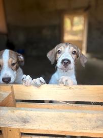 Leon e Byron 4mesi e 1/2,senza richieste.SIRACUSA