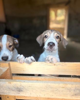 Leon e Byron 4mesi e 1/2,senza richieste.SIRACUSA