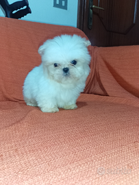 Cucciolo maschietto di Shitzu