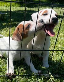 Jack Russell