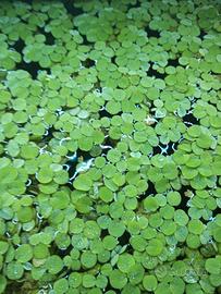 salvinia minima 