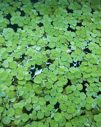 salvinia minima 