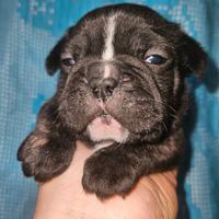 Bulldog francese nero bringe