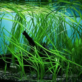 5 Vallisneria,  acquario 