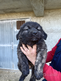 Cuccioli di pastore del caucaso