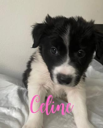 Cuccioli di Border Collie