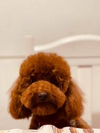 Barboncino Maschio Toy