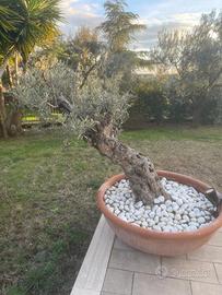 Albero di olivo decorativo