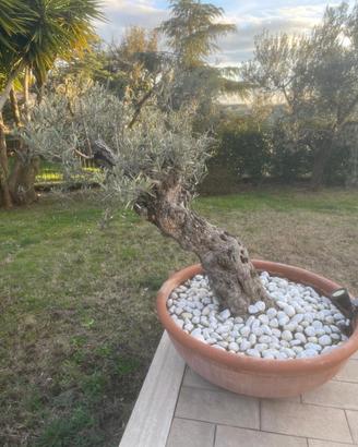 Albero di olivo decorativo
