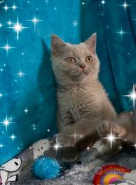 Gattina British shorthair lilac