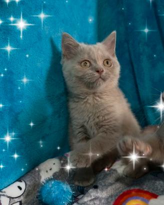 Gattina British shorthair lilac