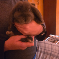 Coniglio nano ariete casa fabri