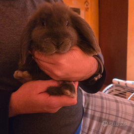 Coniglio nano ariete casa fabri