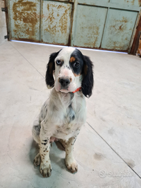 Setter inglese con pietigri