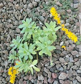 Sedum palmeri 