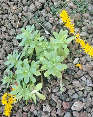 Sedum palmeri 