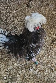 Galli e galline olandese con ciuffo