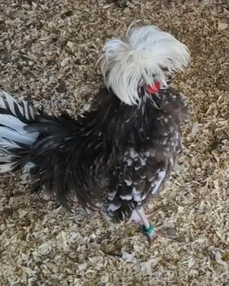 Galli e galline olandese con ciuffo