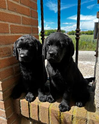 Labrador retriever cuccioli biondi e neri