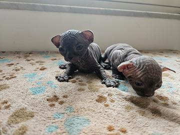 Canadian Sphynx