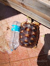 animali 