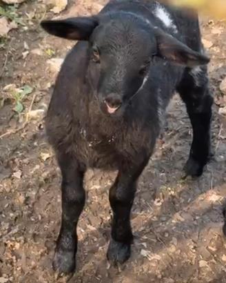 Pecore : femmina incrocio Suffolk