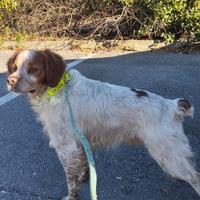 Breton maschio - cane da caccia o compagnia