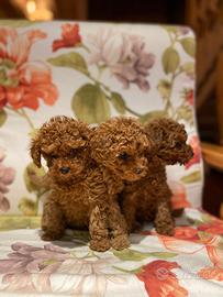 Cuccioli barboncino toy