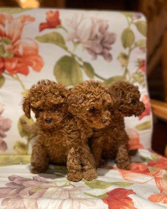 Cuccioli barboncino toy