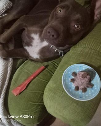 Pitbull femmina