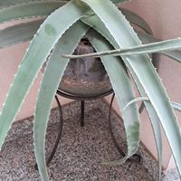 Piante da interno