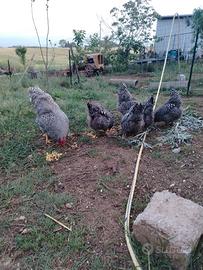 Galline
