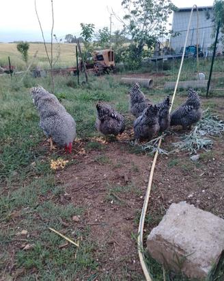Galline