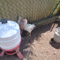 Galline brahma