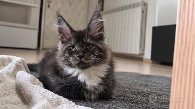 Cuccioli Maine coon