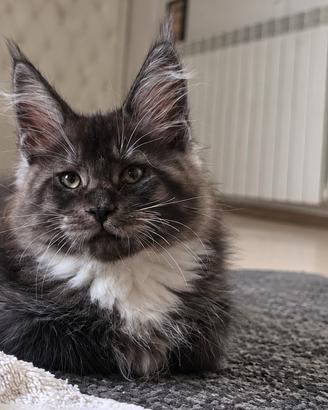 Cuccioli Maine coon