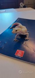 Geco leopardino