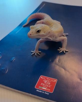 Geco leopardino