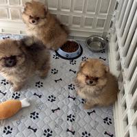 Cuccioli maschio e femmina volpino pomerania