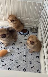 Cuccioli maschio e femmina volpino pomerania