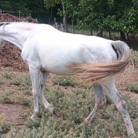 Cavalla quarab