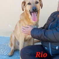 Rio in canile da cucciolo