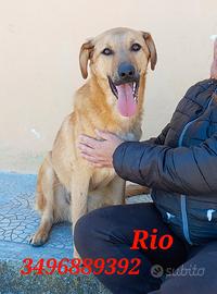 Rio in canile da cucciolo