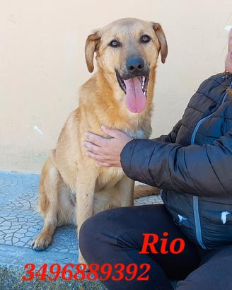 Rio in canile da cucciolo