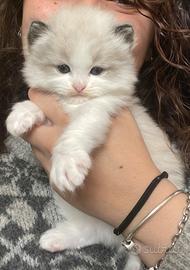 Cuccioli Ragdoll con pedigree